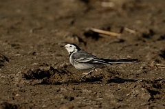 David Plant Photography - Wildlife Photography - White wagtail - B